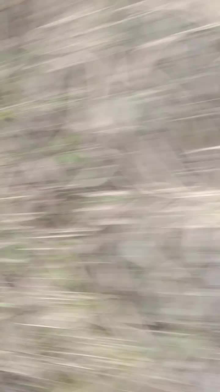 @Жувачка_MDZ🗣️