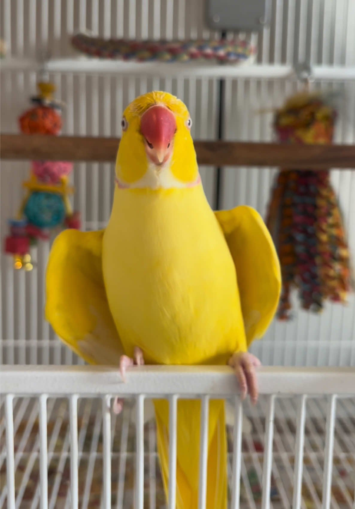 @TWINKIE 🐥