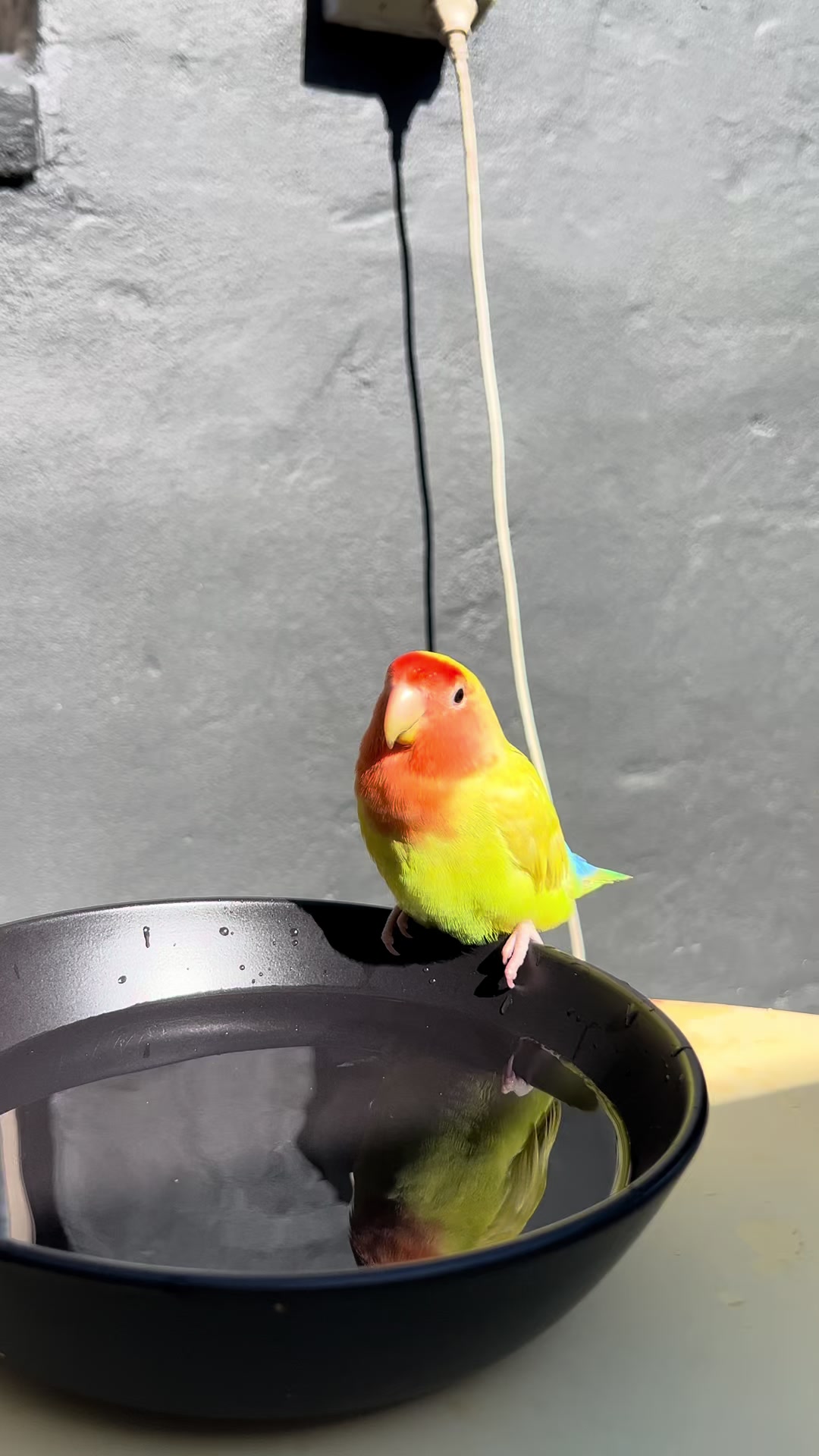 @JARVIS 🐥 the lovebird