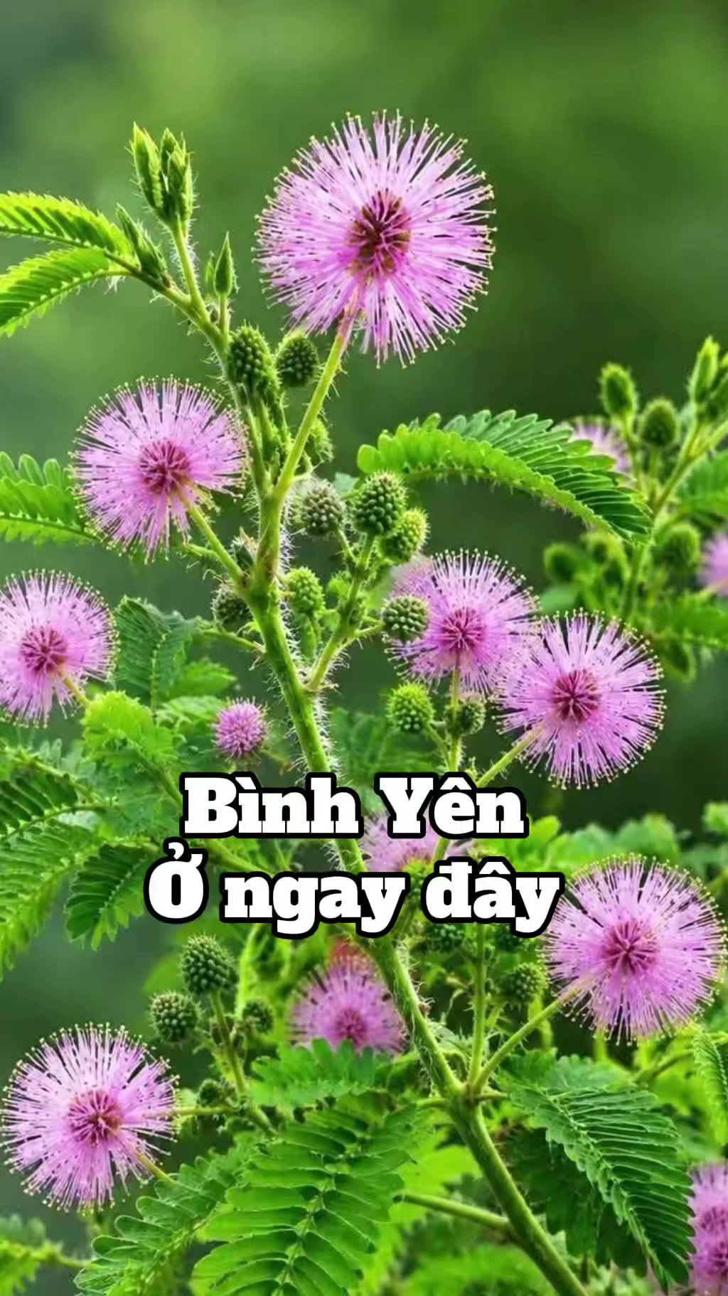 @Hữu.Nguyên 57