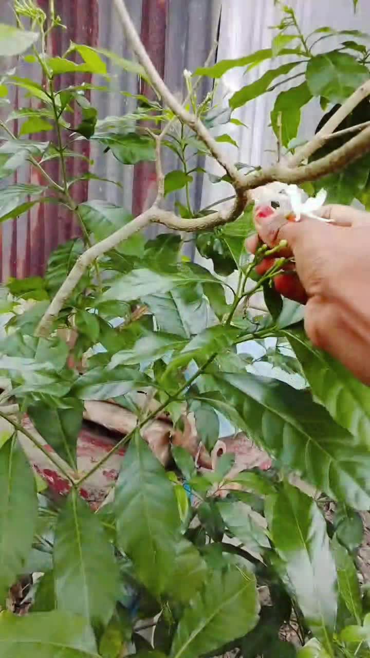 @-নমশূদ্রের সন্তান 🚩