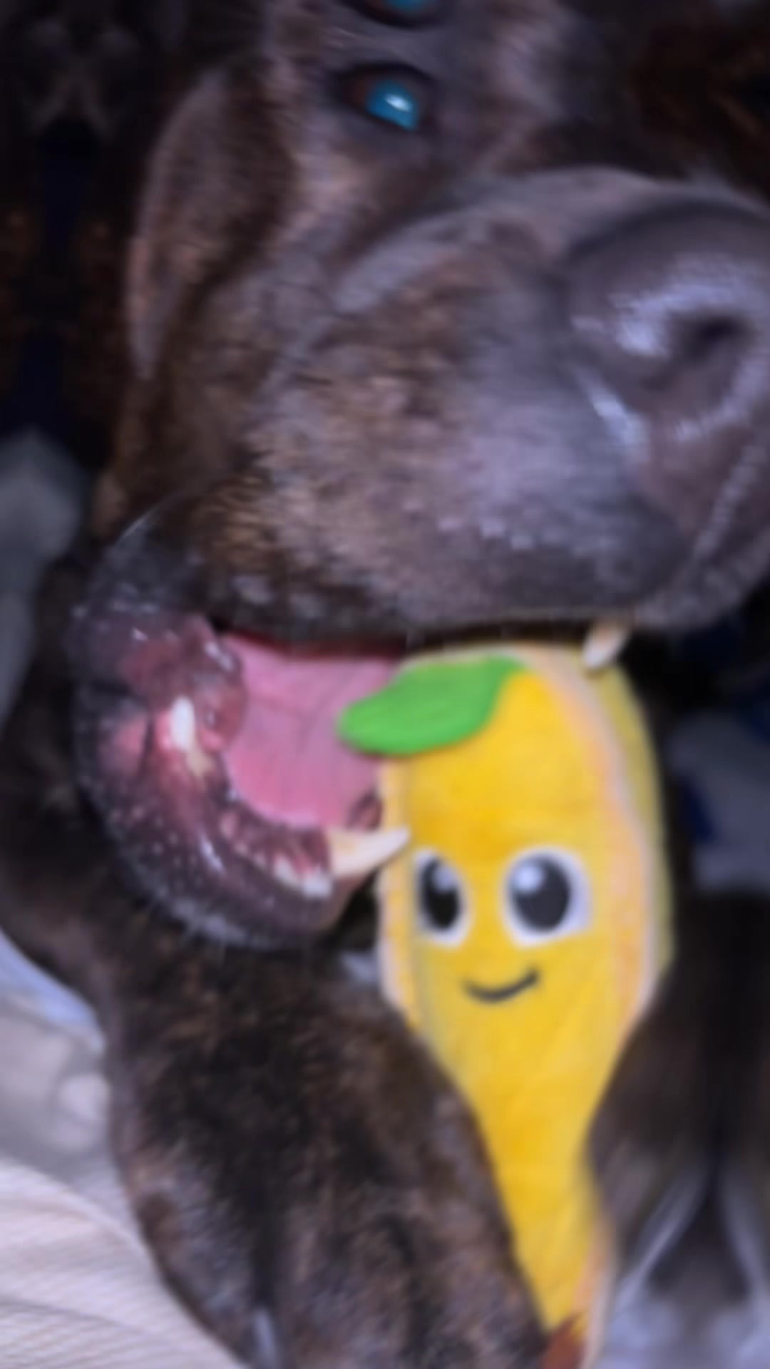 @RampageStreamzz