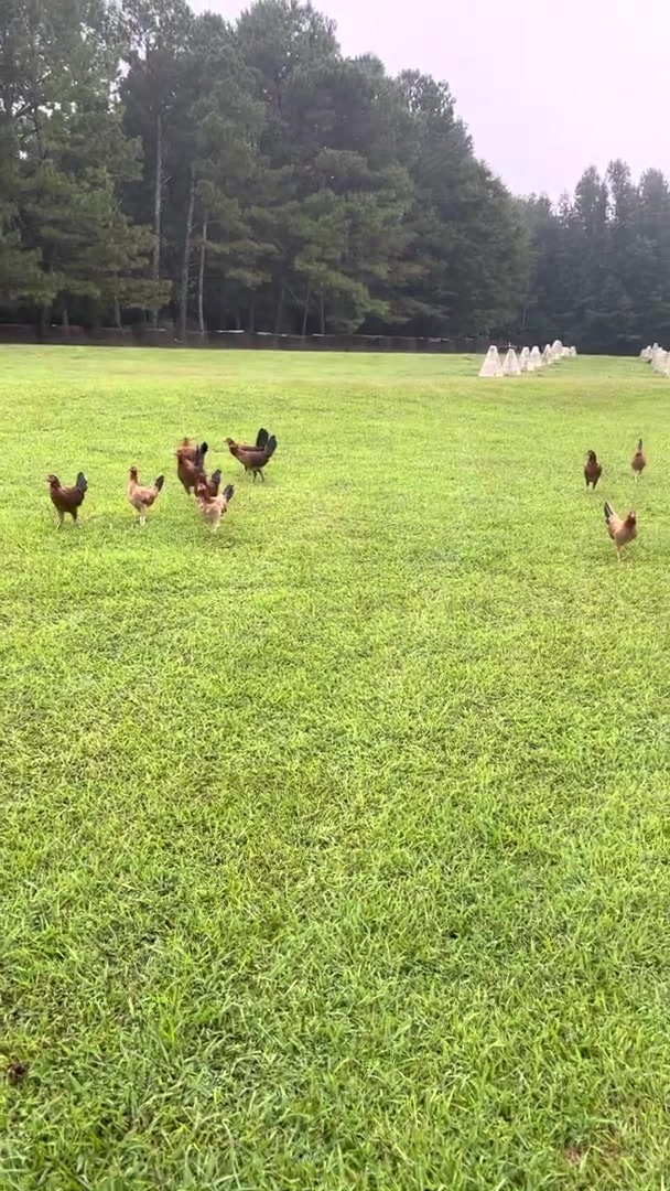 @Carol Nesmith Gamefarm
