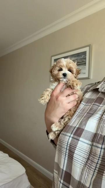@Maltipoo Puppy Place