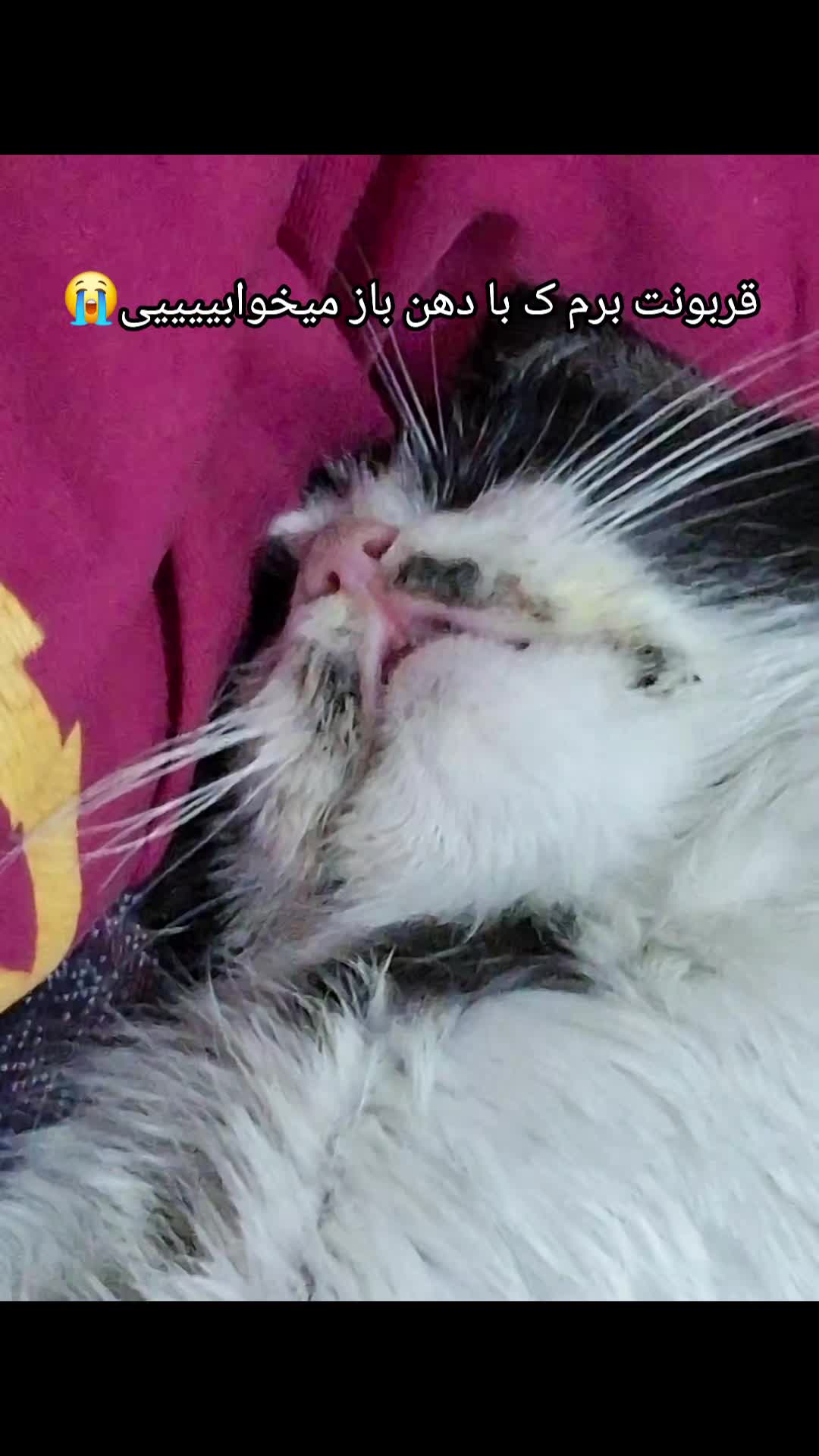 @🎃