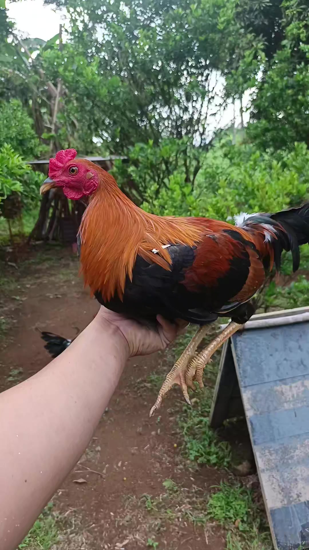 @EDUKADONG SABUNGERO