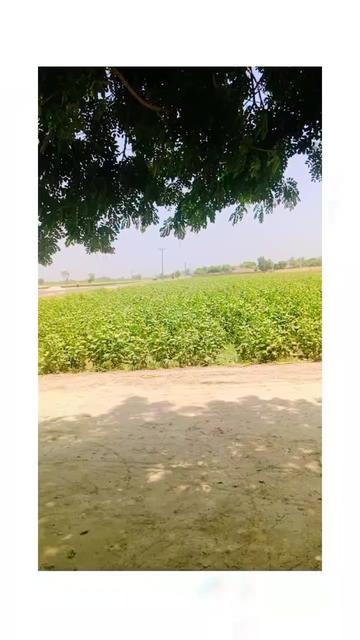 @تنویر احمد 381🤌❤️🩹🥀💔🍂🫵
