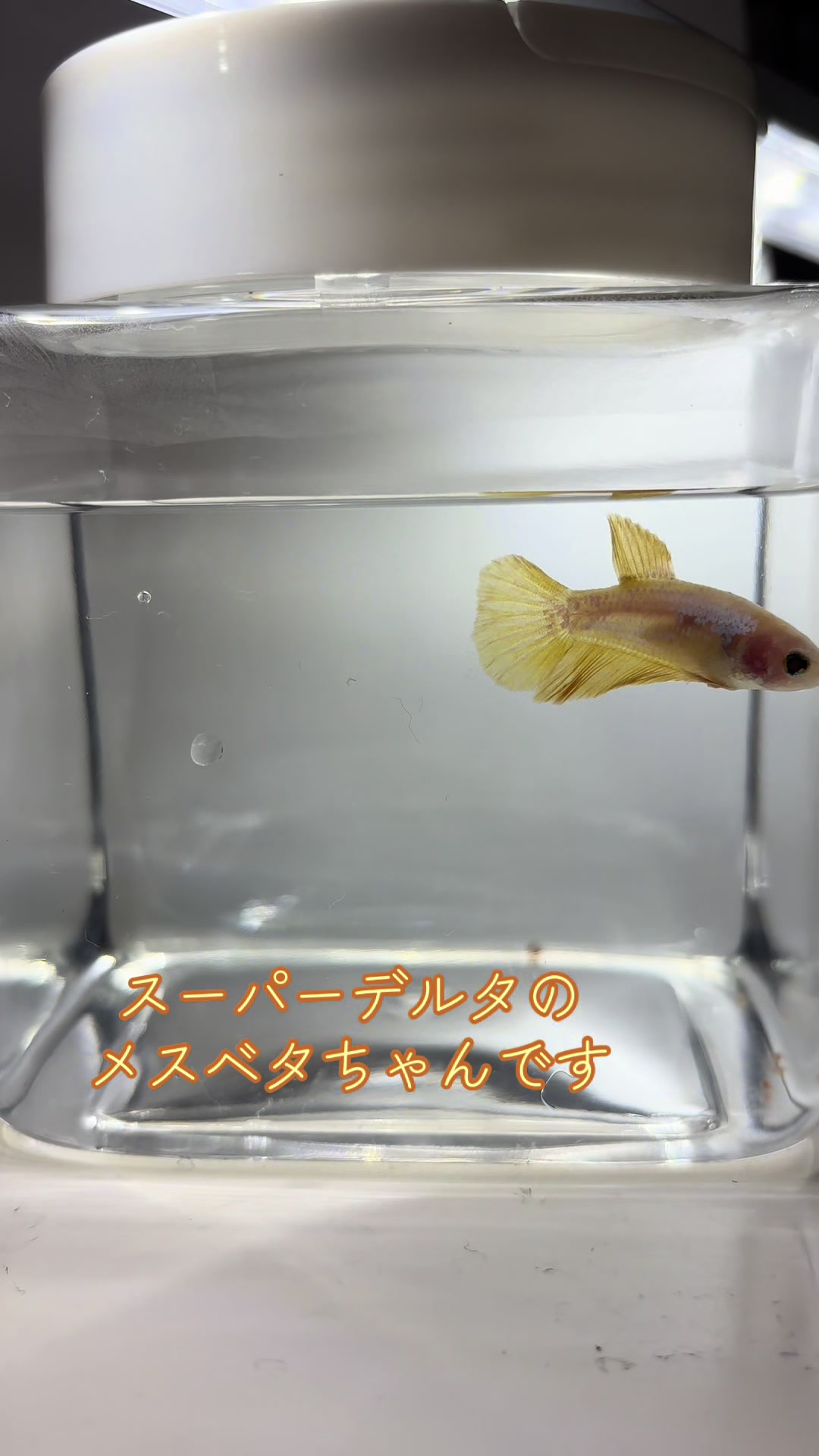 @ちあ🐠🫧