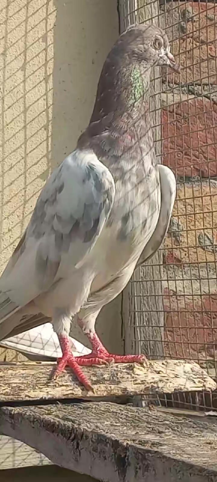 @Ranakasuripigeon