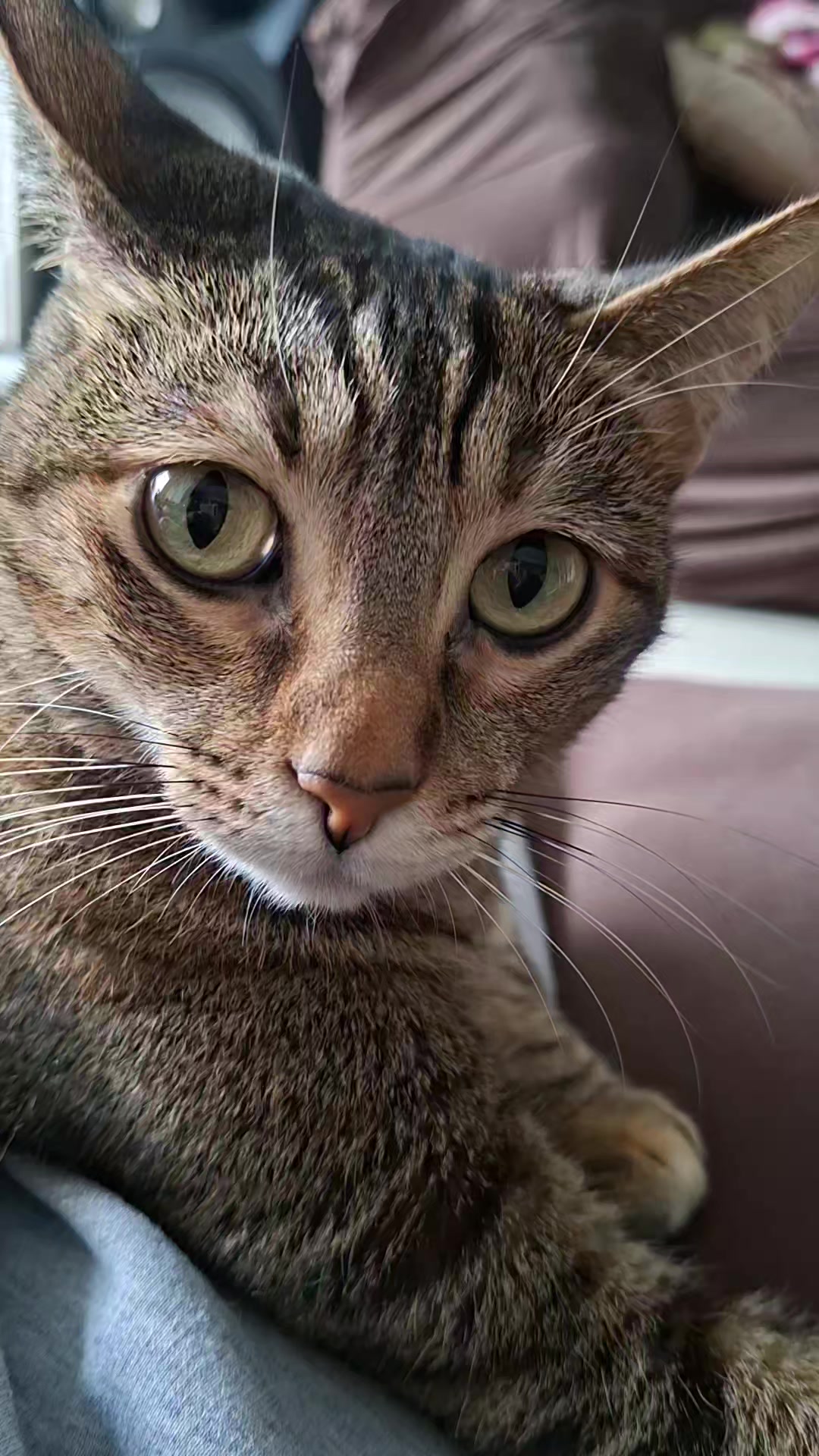 @KAI 🐈 Y LUA🐈⬛