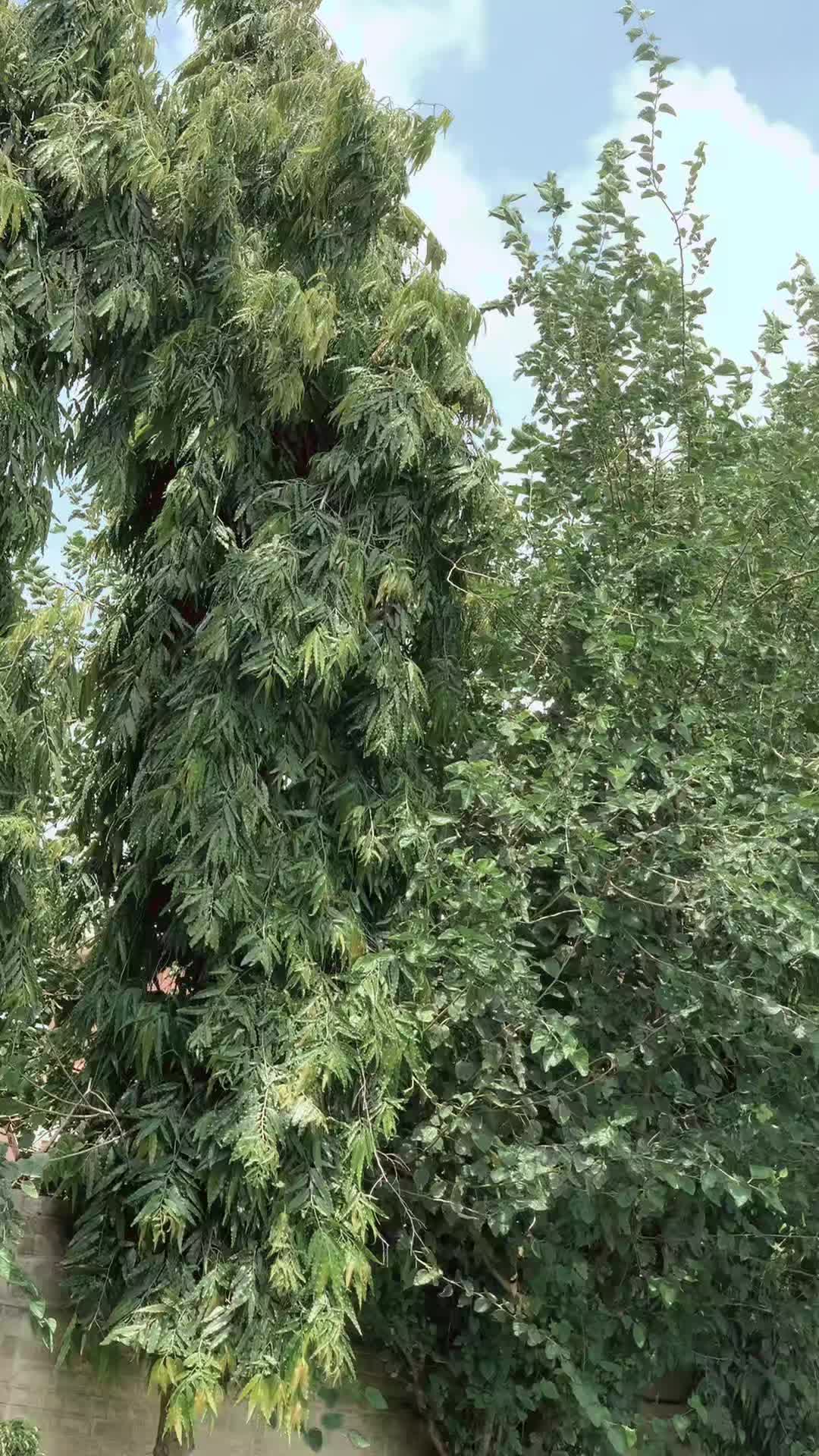 @میاں سیف وٹو 🦁🦅