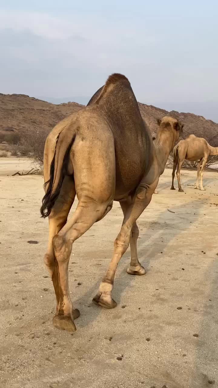 @سلطان الزهراني 702