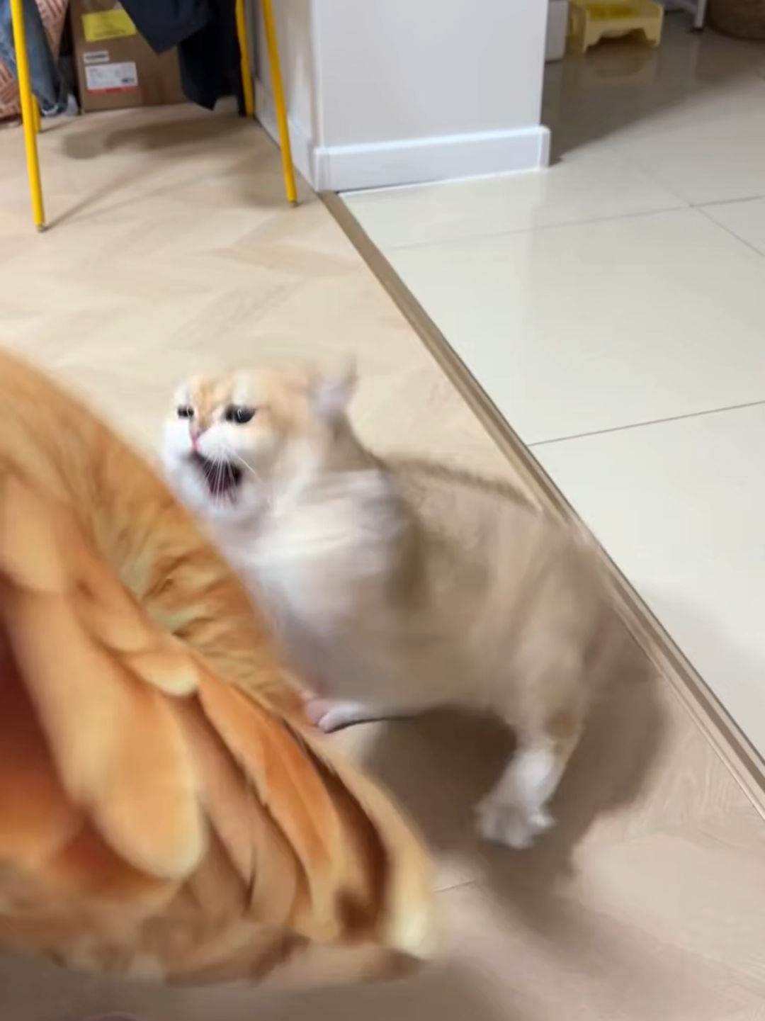 @Chonky World Of Cats