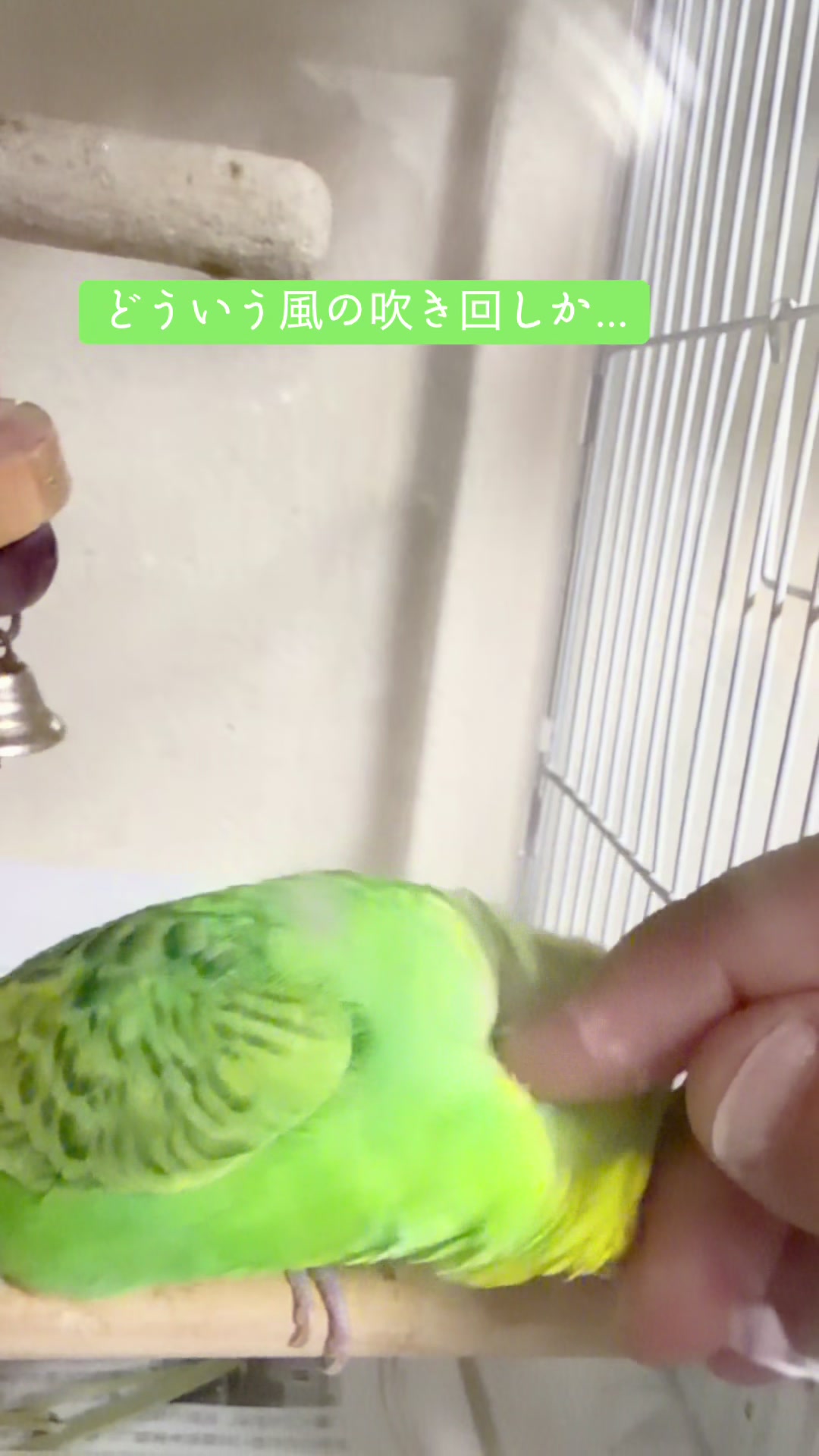 @こむぎーず🍒