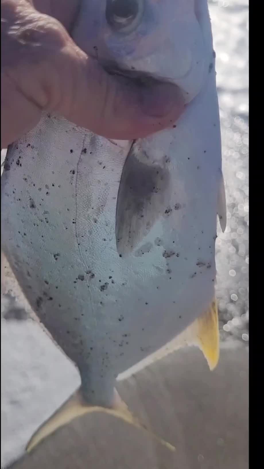 @Ghost of Space Coast Fishing
