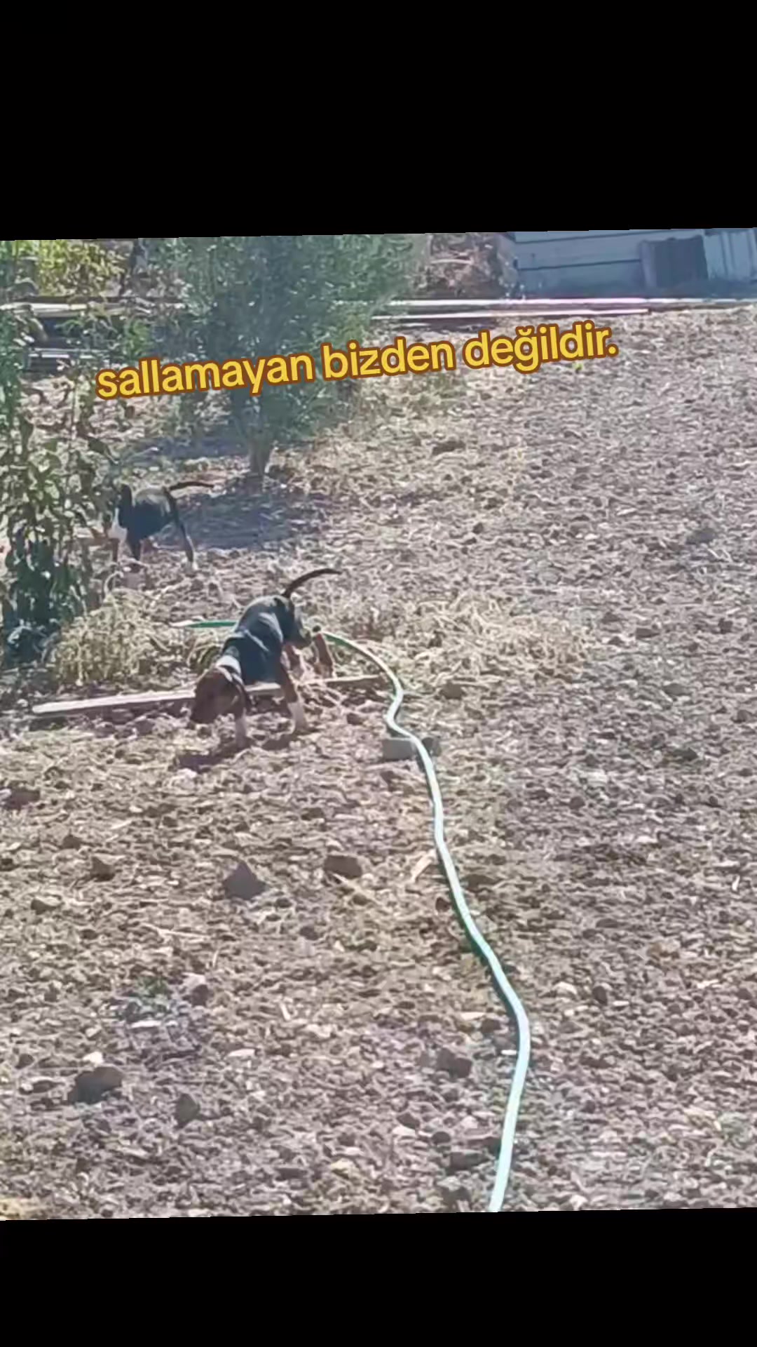 @avcı huseyin