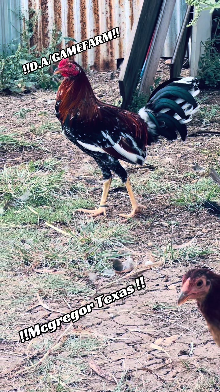 @DAgamefarm