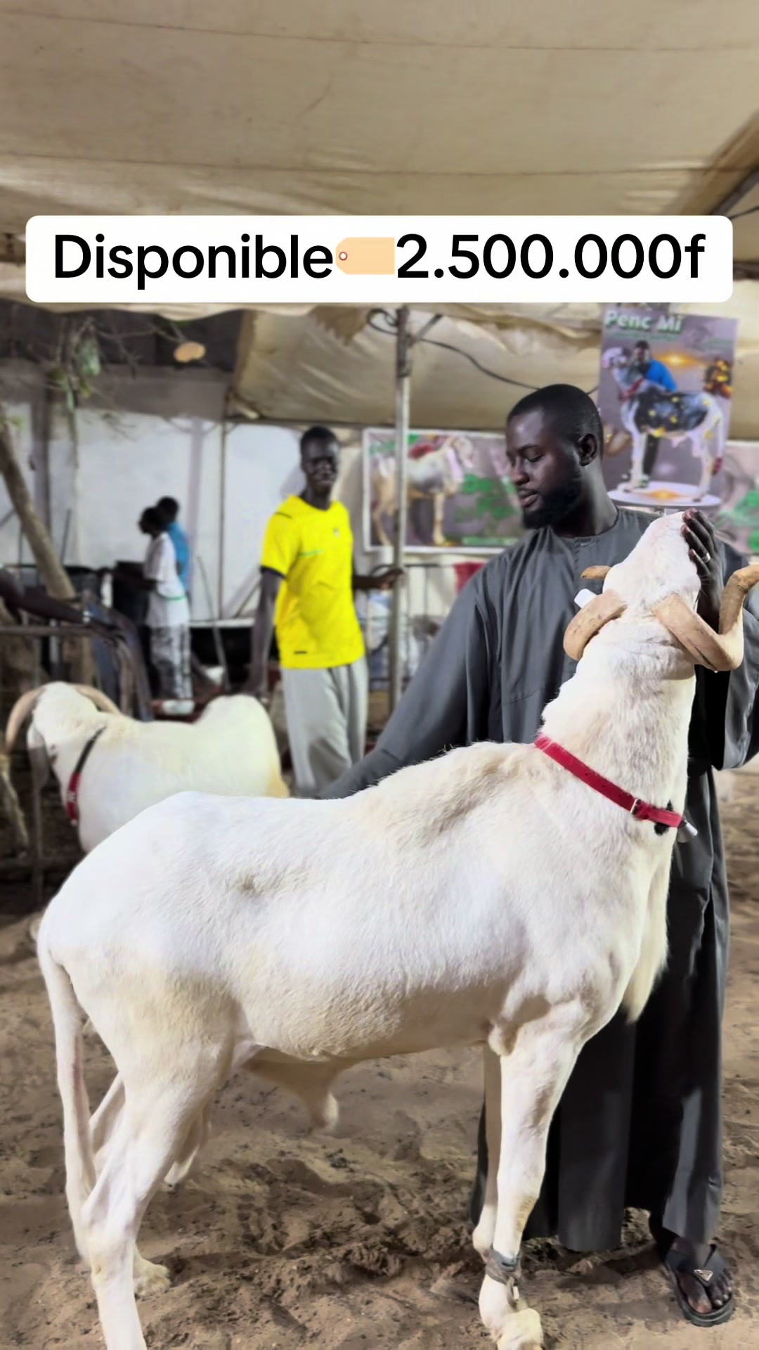 @Mbaye~karbala