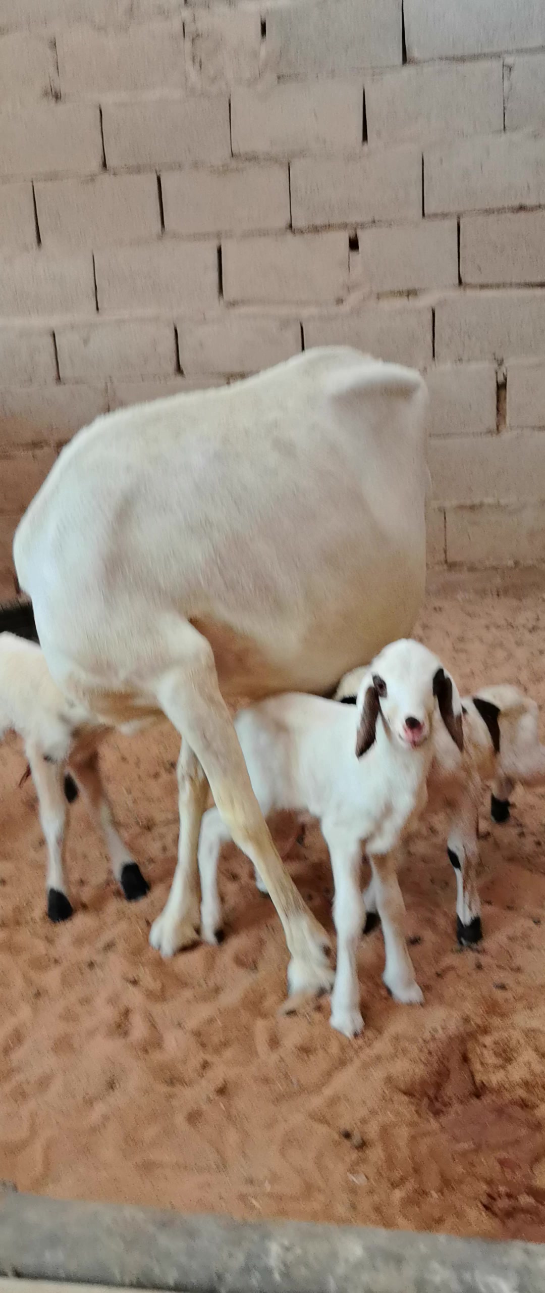 @مراح ابو يزيد الضان القبرص