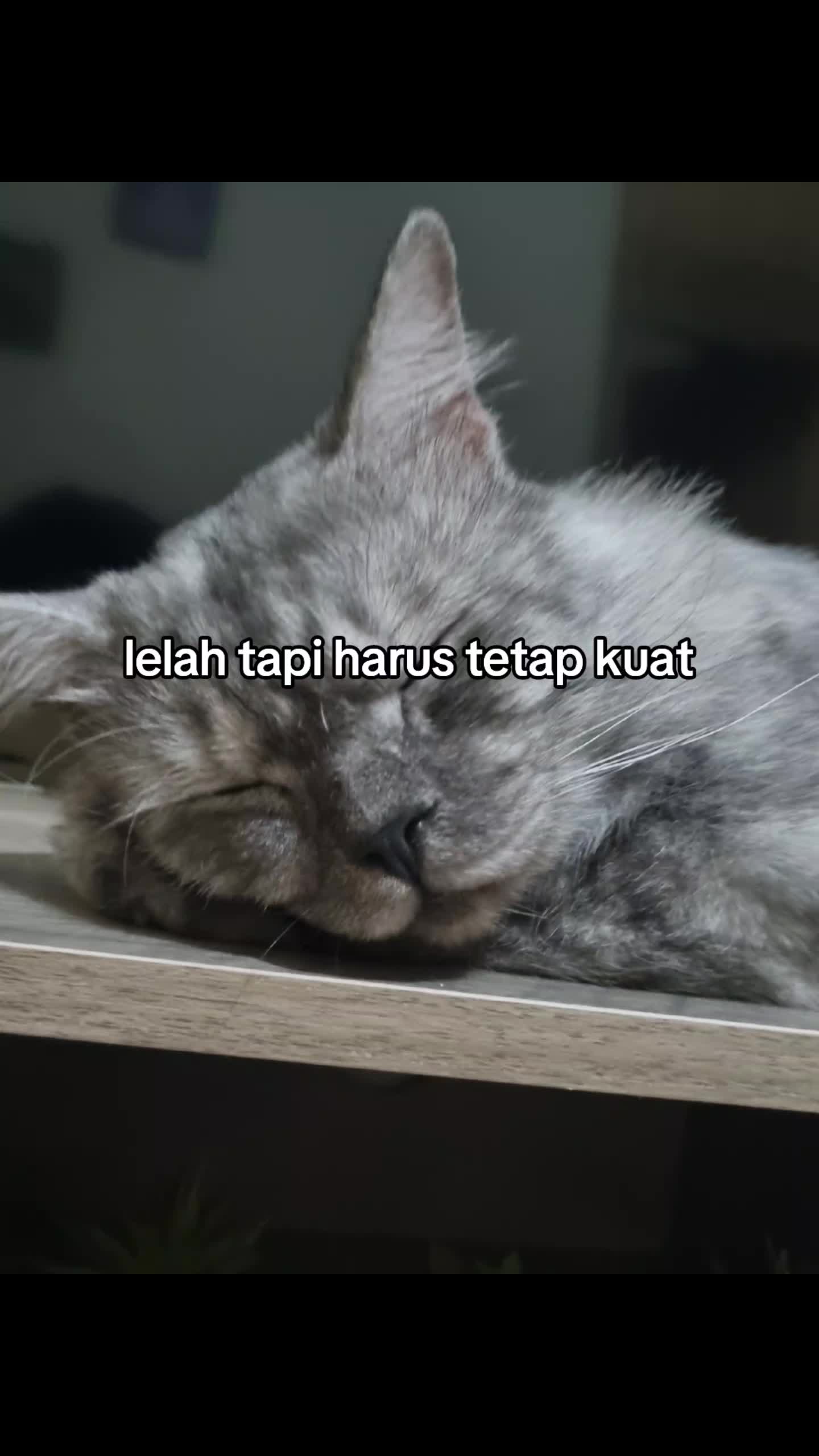 @wariii