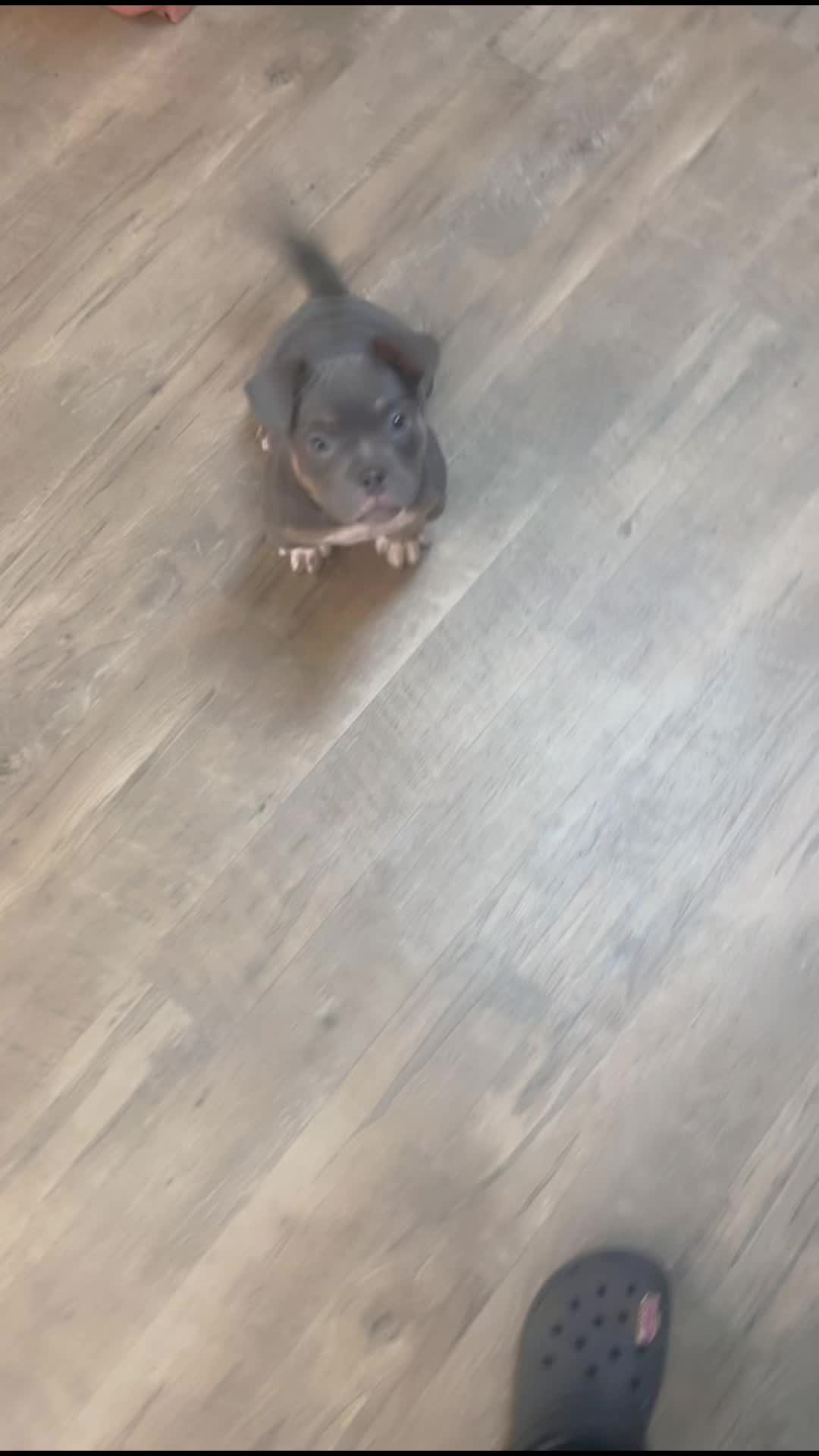 @gardnerkennel08