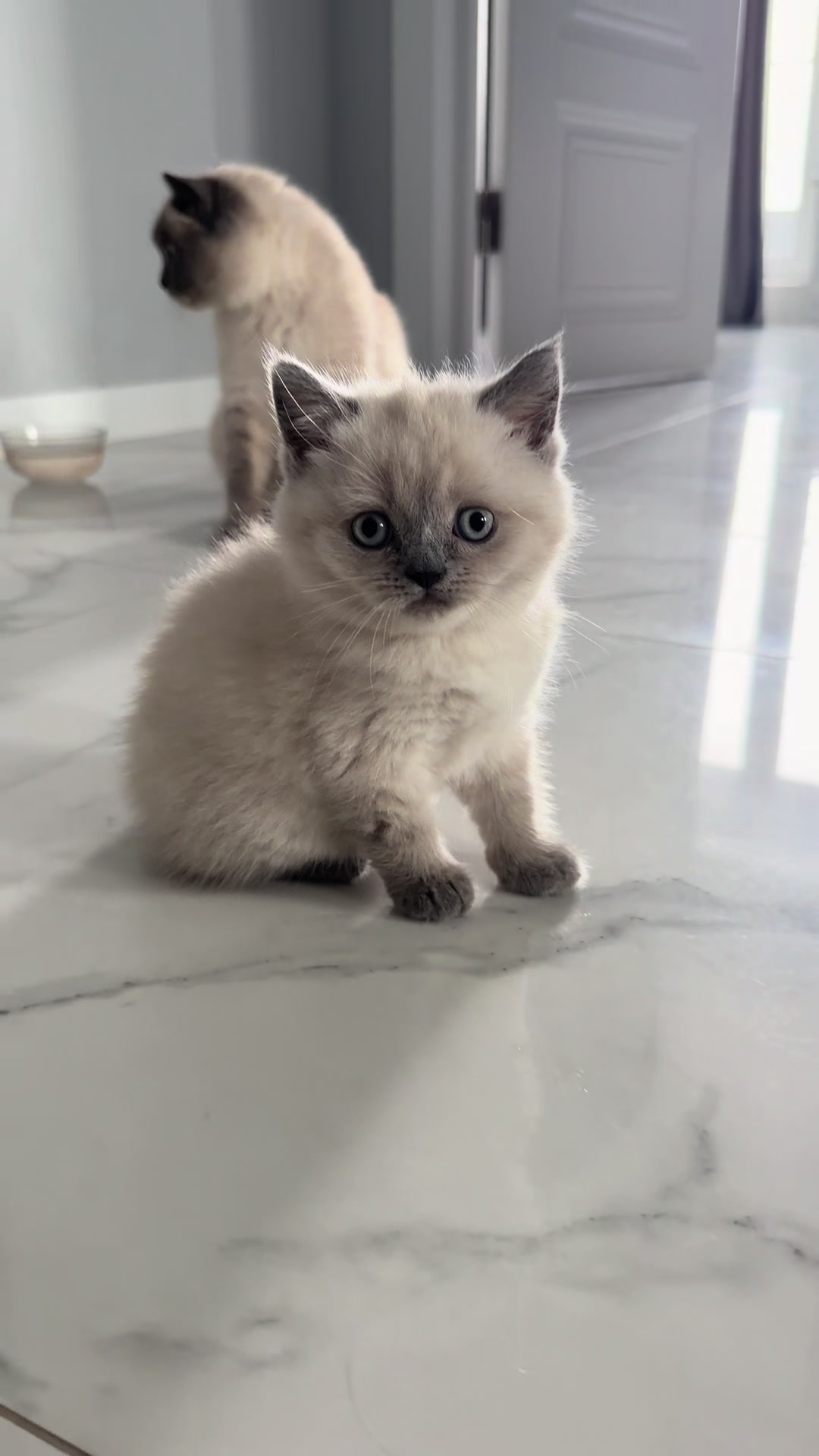 @Трускавецька киця 😻