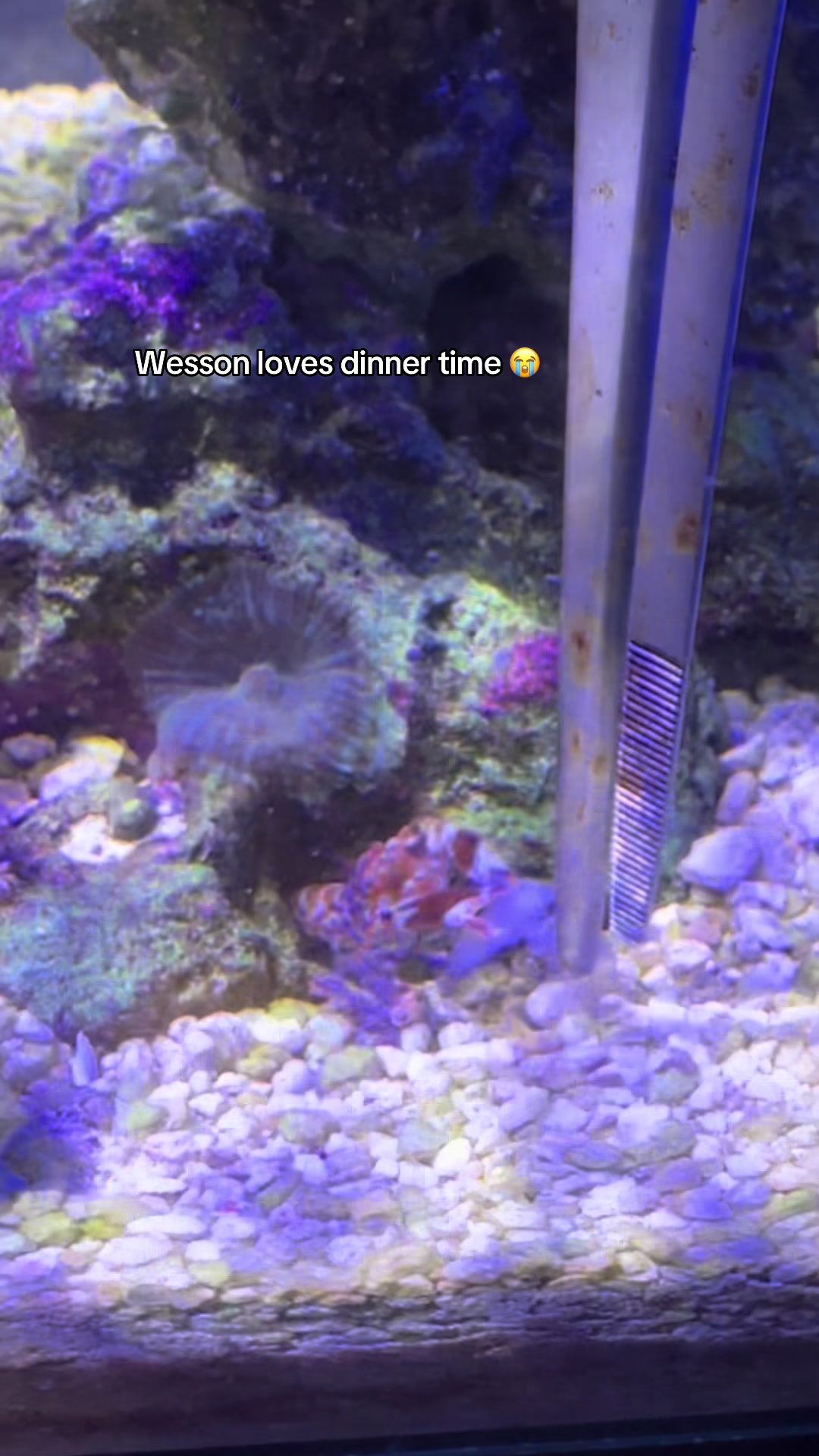 @ReefSync