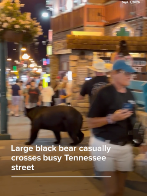 @ABC News