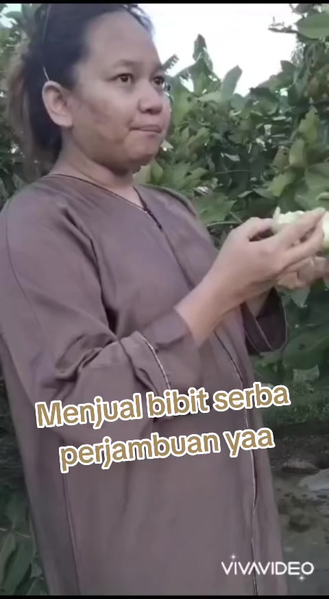 @Bibit khusus samarinda