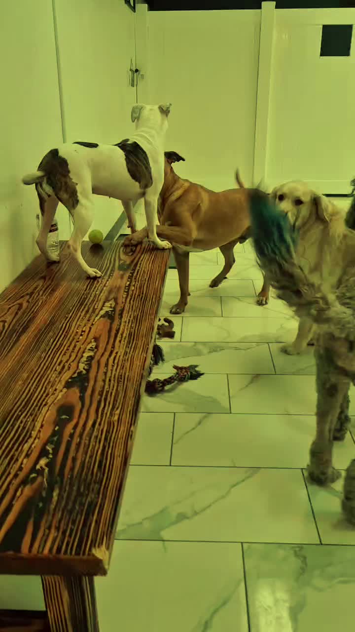 @The_BeautyBark