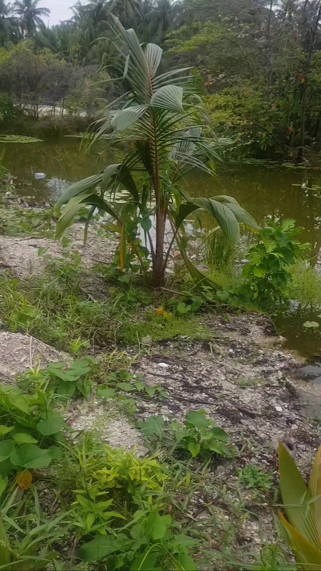 @Huvadhoo Real Asippe 🇲🇻🇵🇸