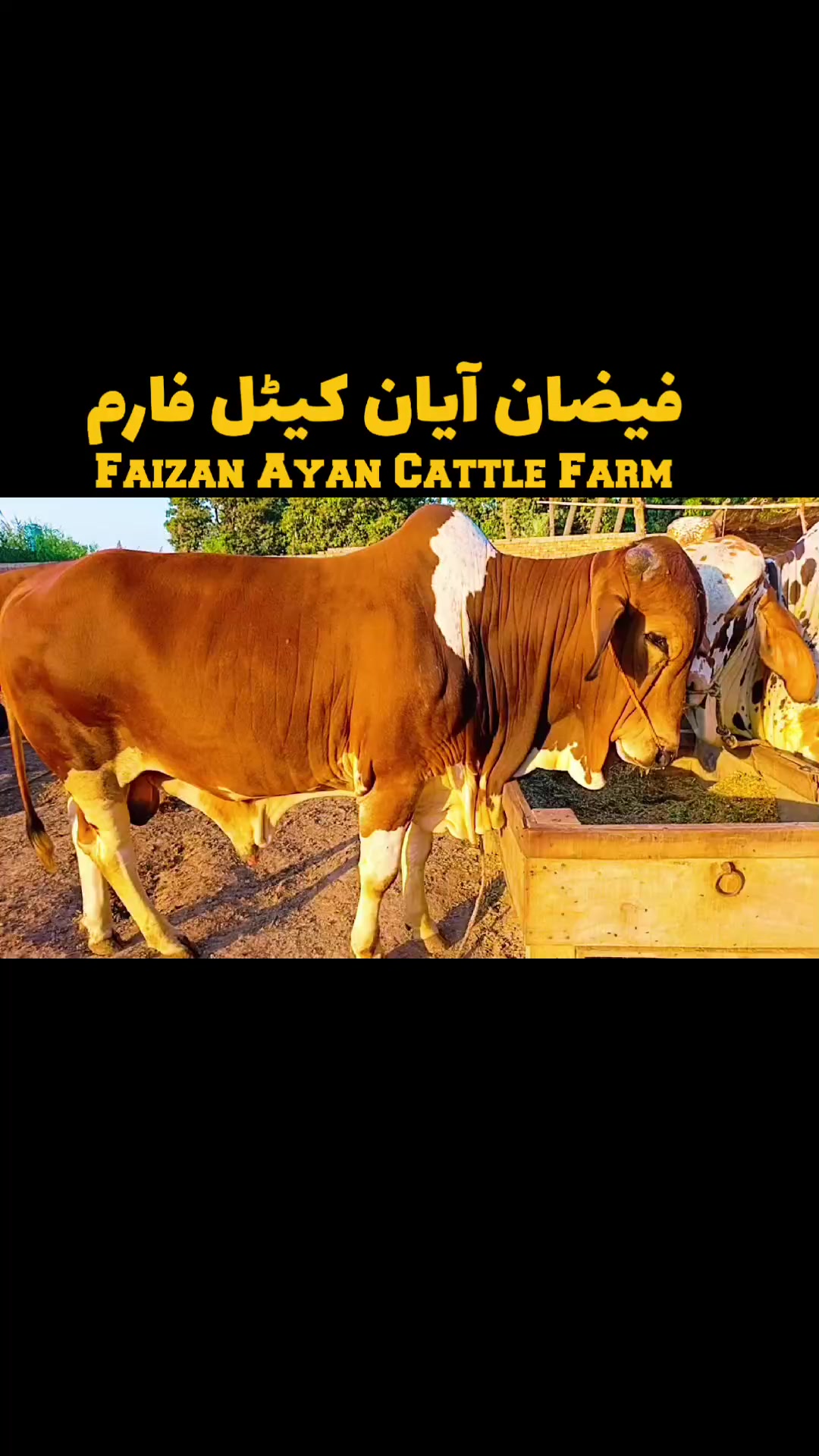 @Faizan Ayan