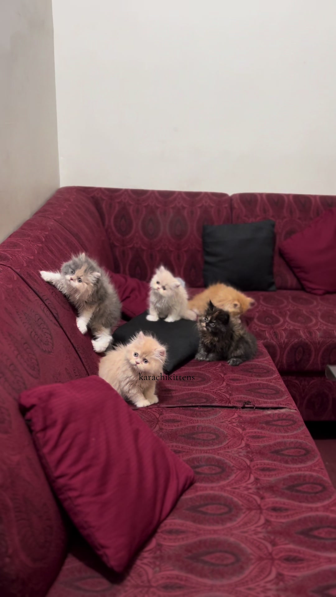 @karachikittens
