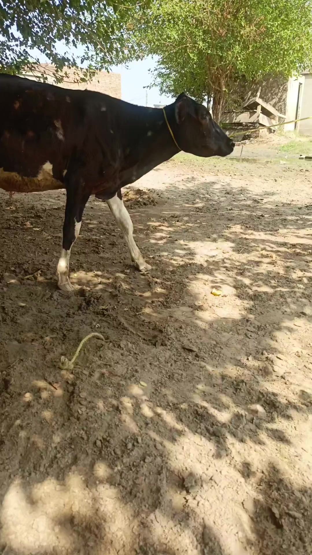 @Usmandairyfarmlayyah