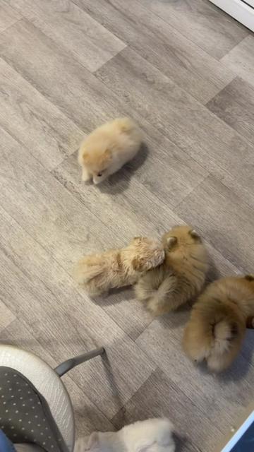 @kate_pomeranianl