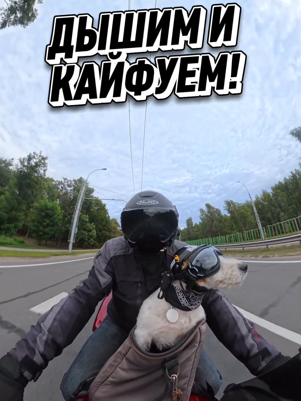 @DogBiker