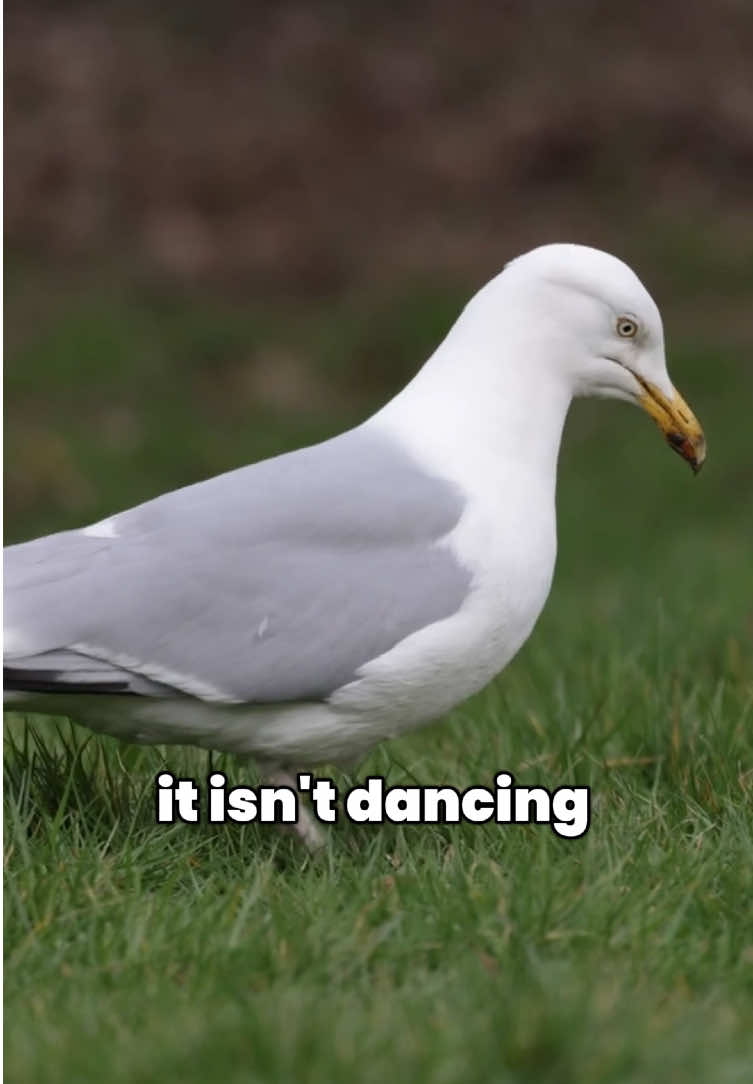 @thebirdlens
