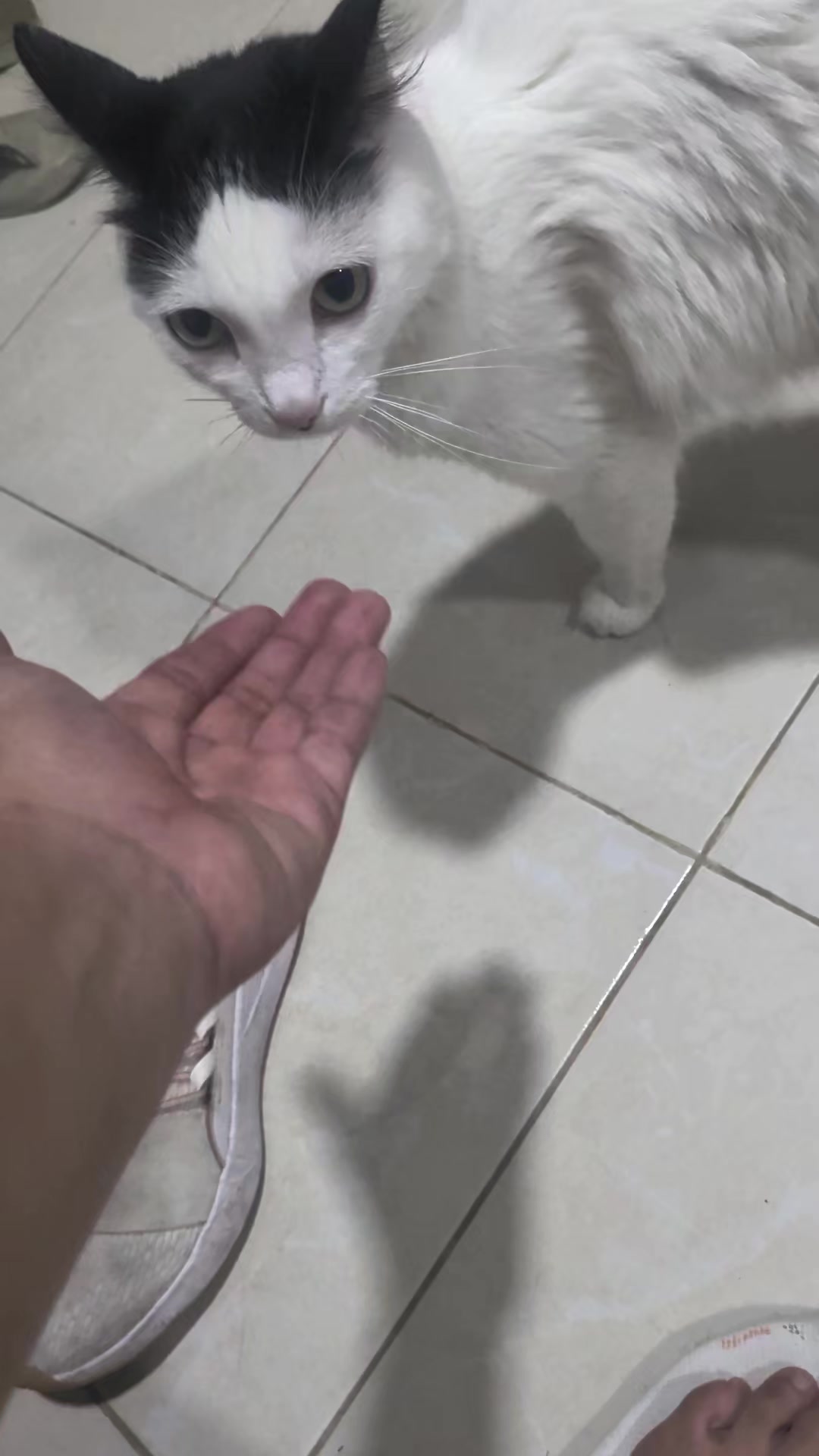 @Boinas 🐱