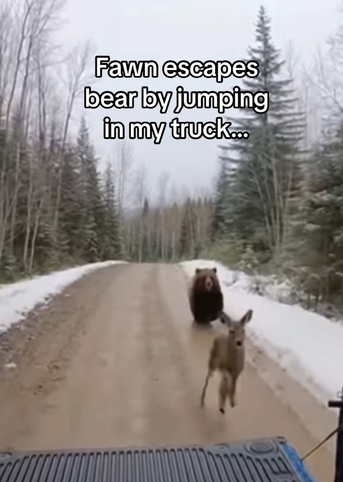 @AnimalWorld
