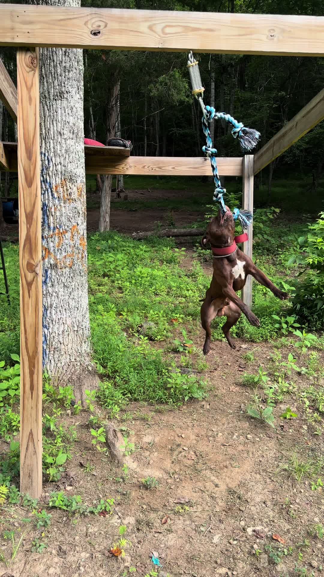 @WorldGoneMadKennels