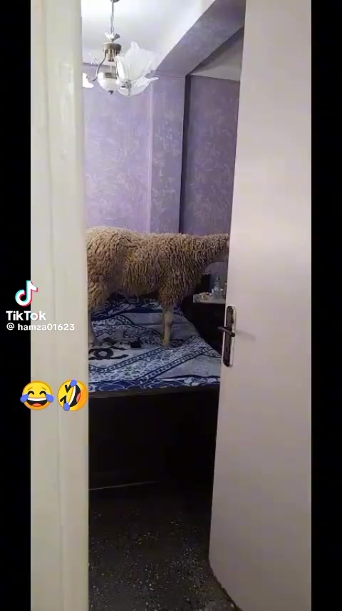 @Zaki Taibi758