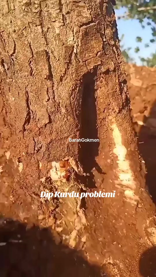 @BaranGokmen07