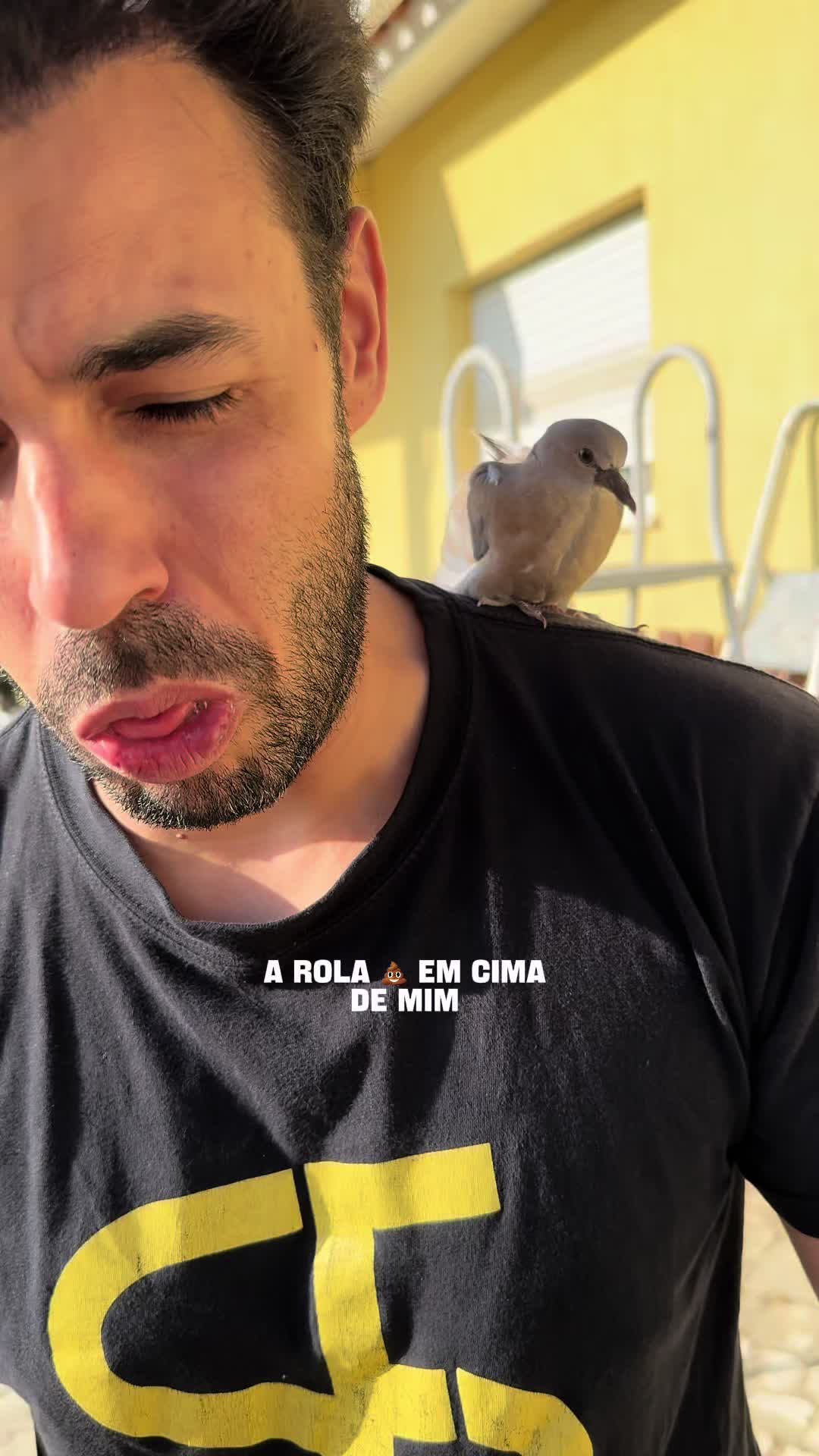 @Renato Calvão