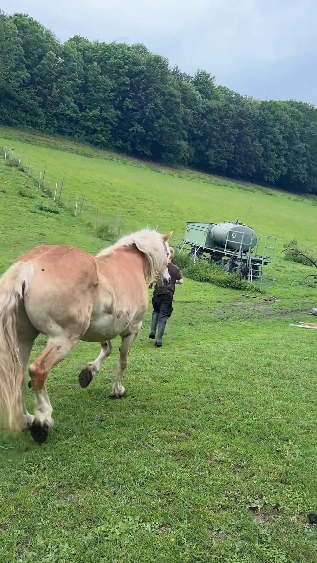 @HafiHorse2