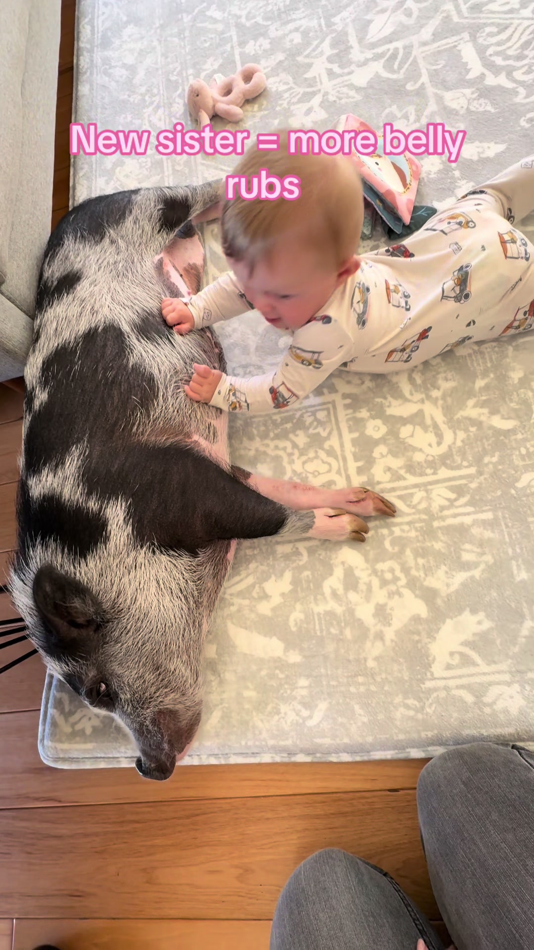 @LuLu The Pixie Pig