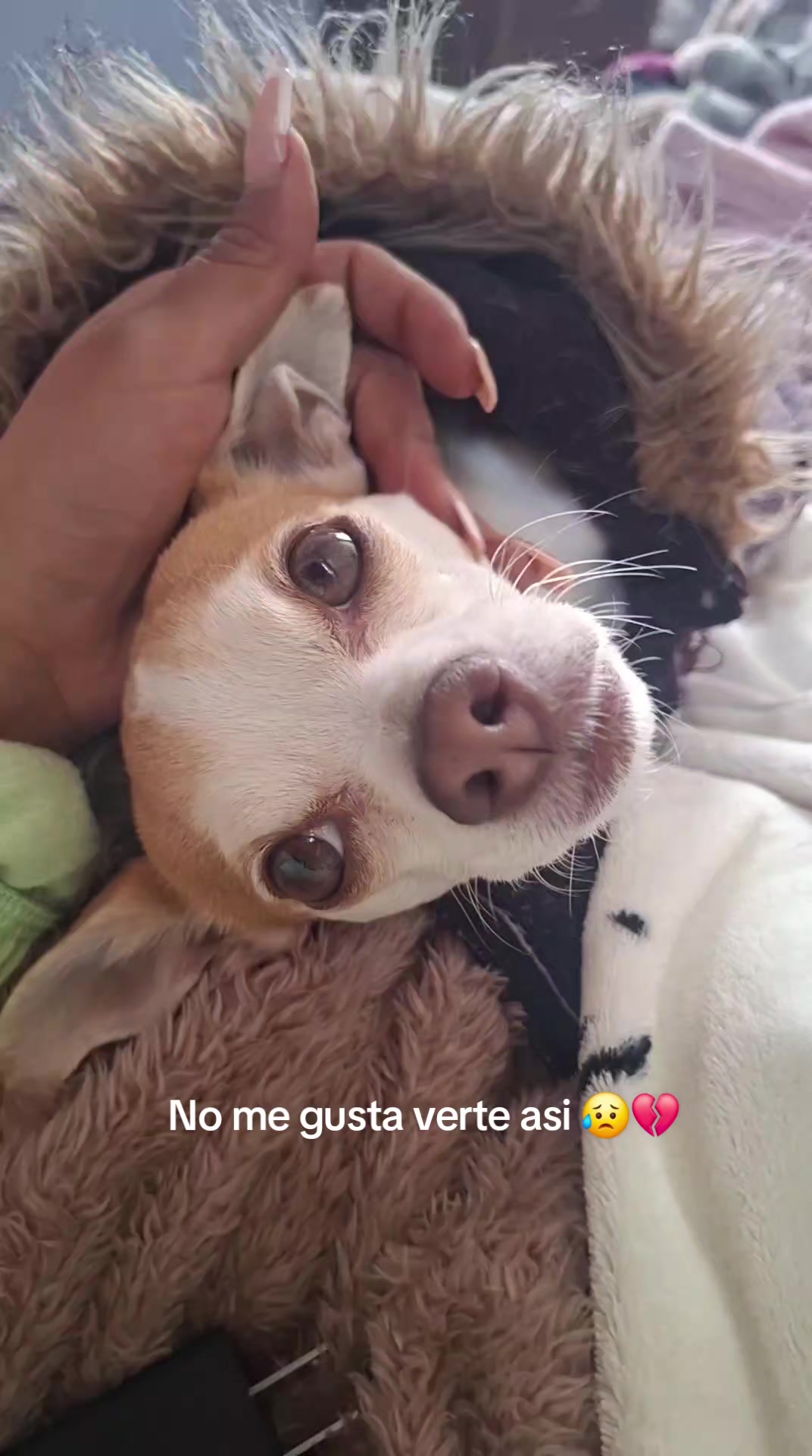 @Paolita 🐢