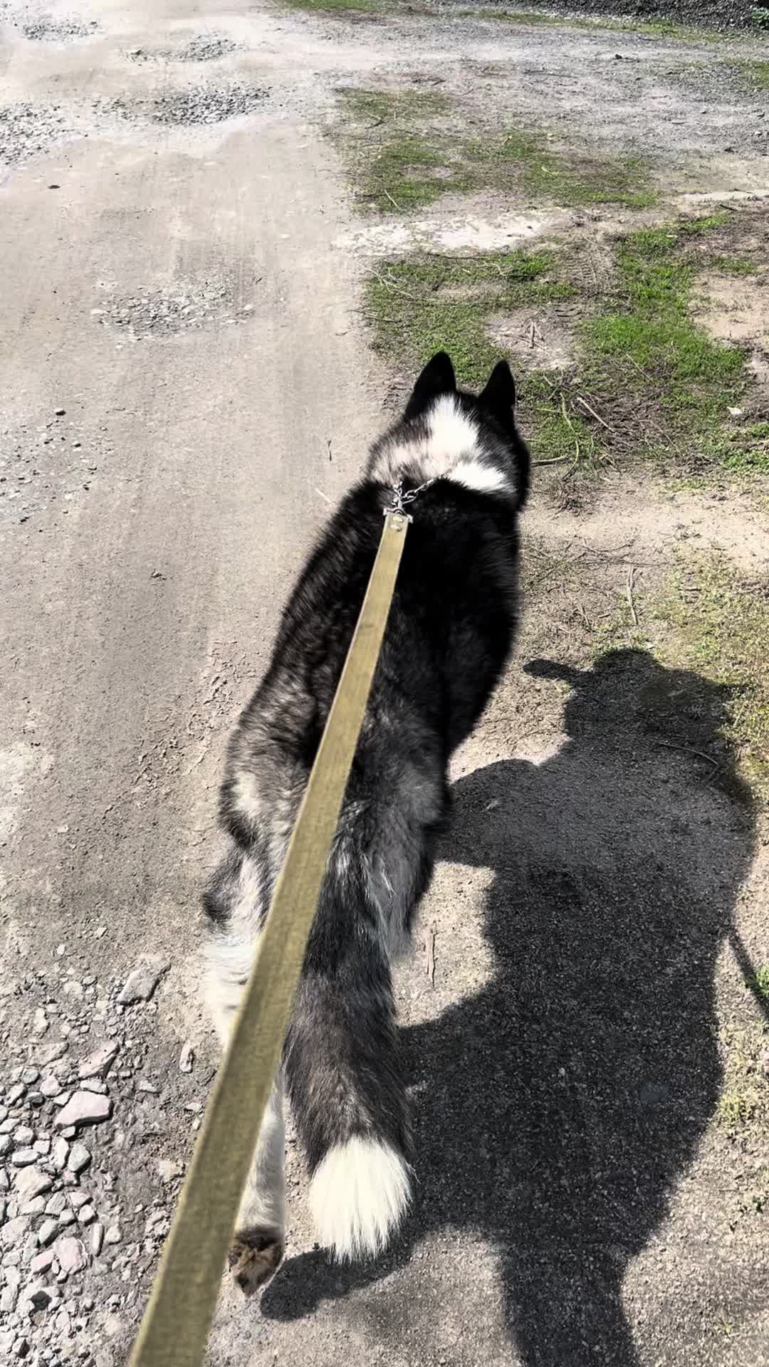 @Той самий Хаскі🐺