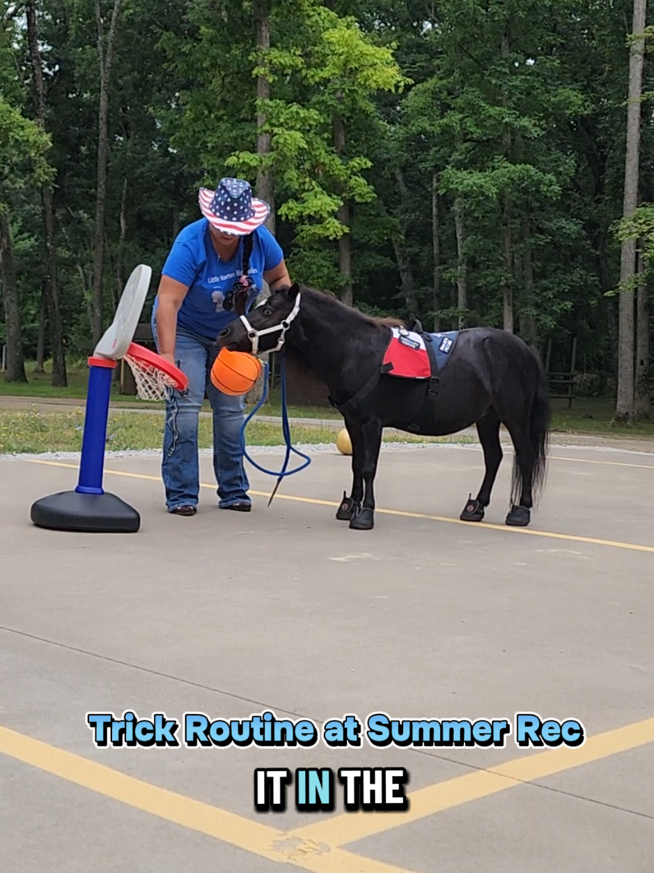 @minihorsemomandtrainer🐴🐴🐴🐴