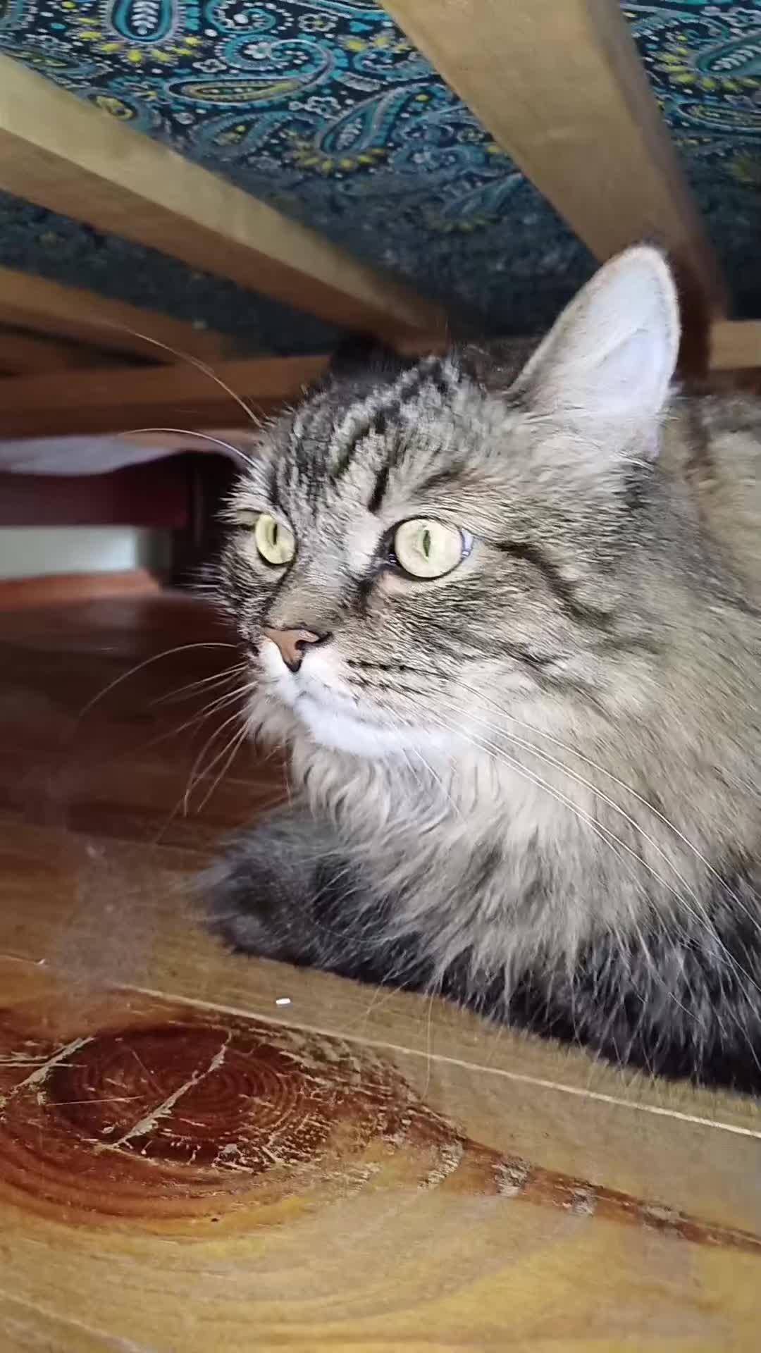 @cat_bayun_