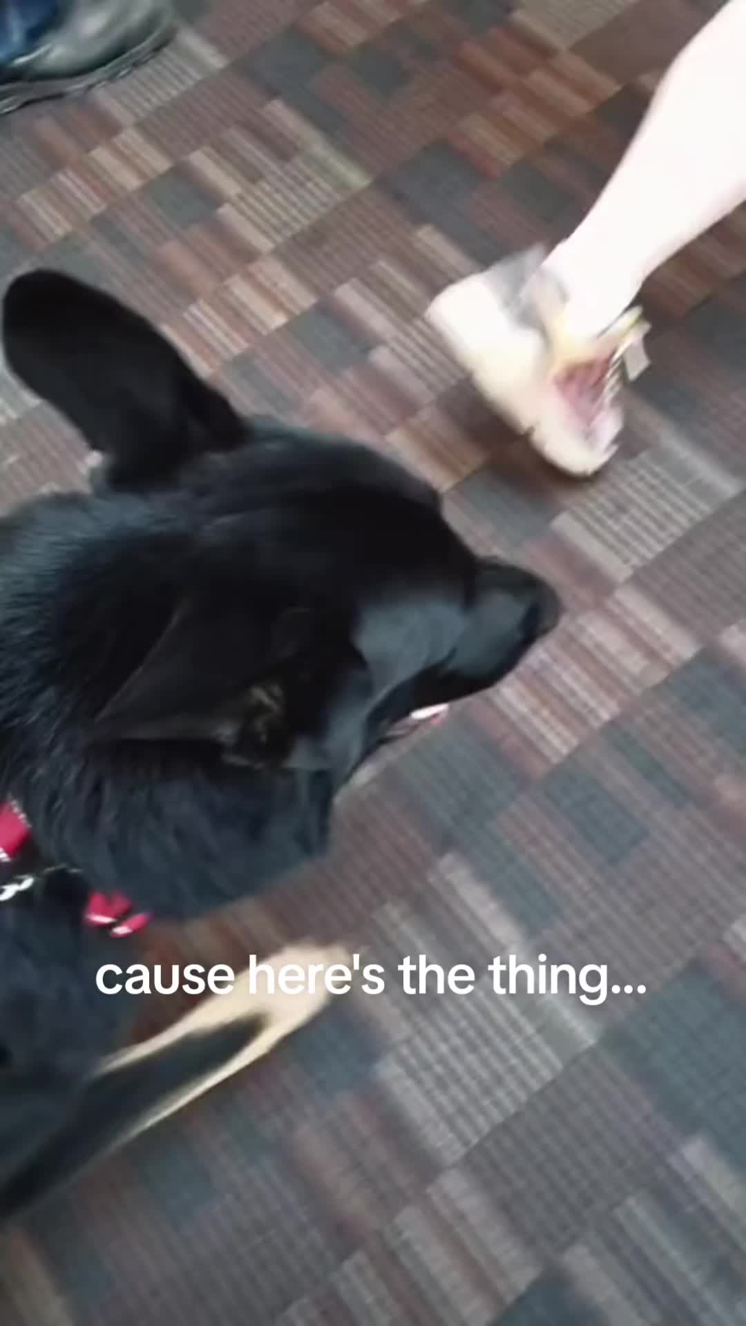 @crazy_dog_person